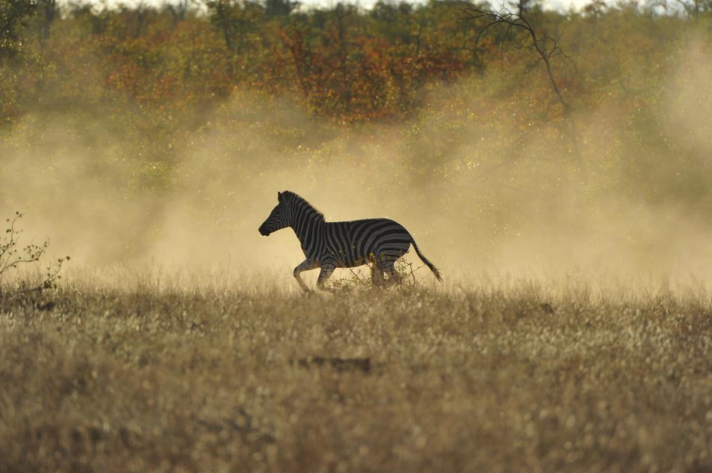 Mtomeni Safari Camp Phalaborwa Exterior foto