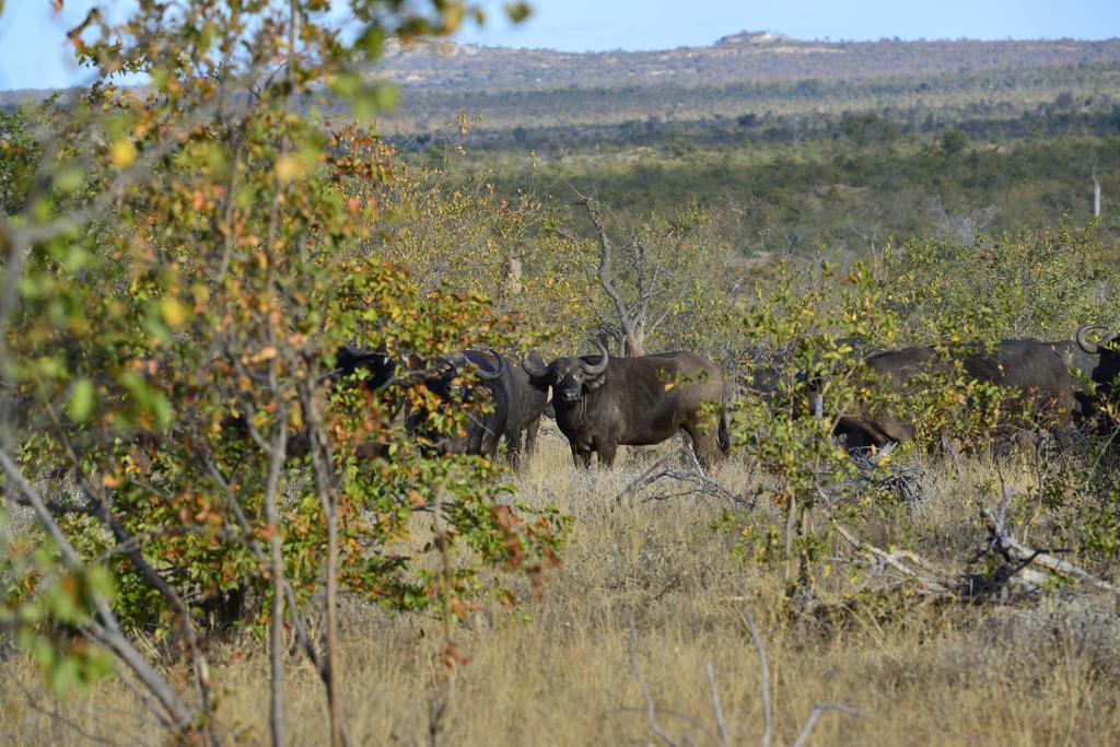 Mtomeni Safari Camp Phalaborwa Exterior foto