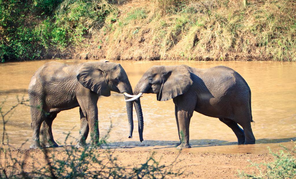 Mtomeni Safari Camp Phalaborwa Exterior foto
